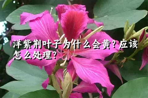 洋紫荆叶子为什么会黄？应该怎么处理？