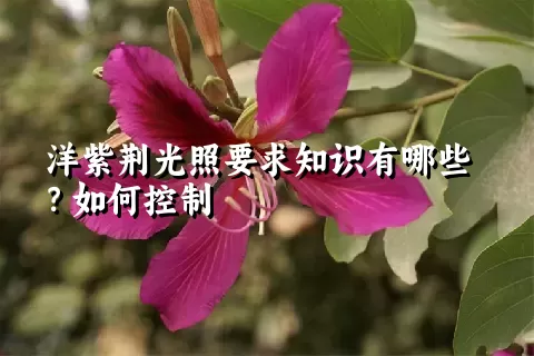 洋紫荆光照要求知识有哪些？如何控制