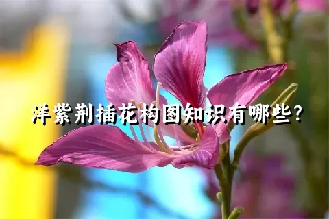 洋紫荆插花构图知识有哪些？