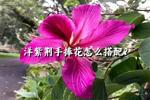 洋紫荆手捧花怎么搭配？