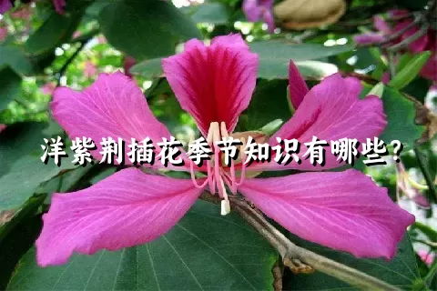 洋紫荆插花季节知识有哪些？