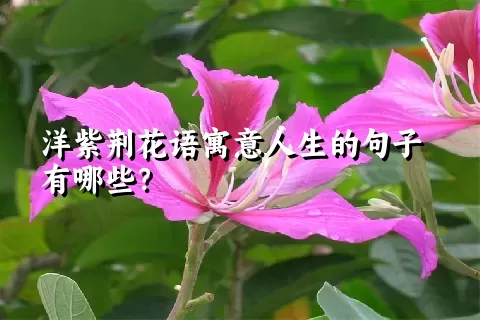 洋紫荆花语寓意人生的句子有哪些？