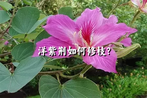 洋紫荆如何修枝？