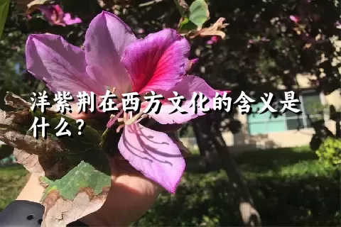 洋紫荆在西方文化的含义是什么？