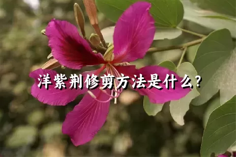 洋紫荆修剪方法是什么？