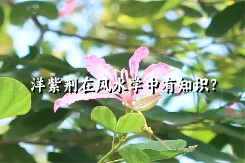 洋紫荆在风水学中有知识？