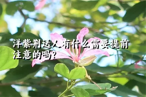 洋紫荆送人有什么需要提前注意的吗？