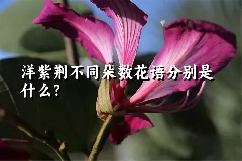 洋紫荆不同朵数花语分别是什么？