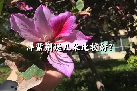 洋紫荆送几朵比较好？