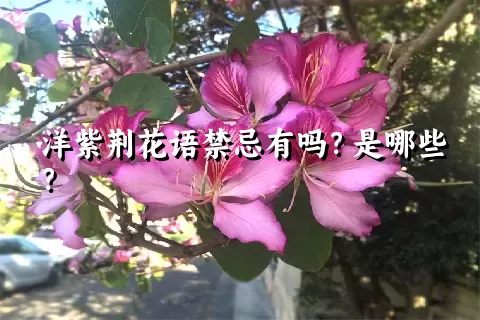 洋紫荆花语禁忌有吗？是哪些？