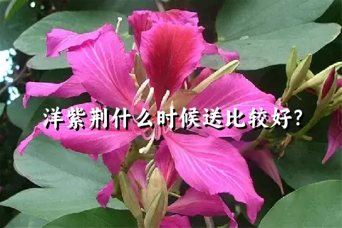 洋紫荆什么时候送比较好？