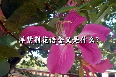 洋紫荆花语含义是什么？