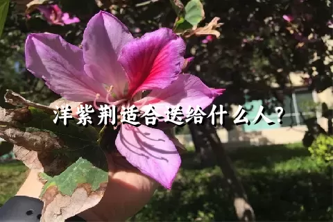 洋紫荆适合送给什么人？