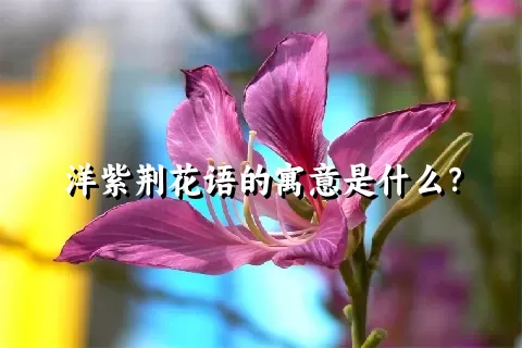 洋紫荆花语的寓意是什么？