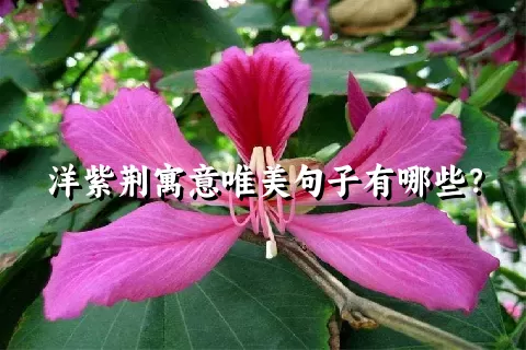 洋紫荆寓意唯美句子有哪些？