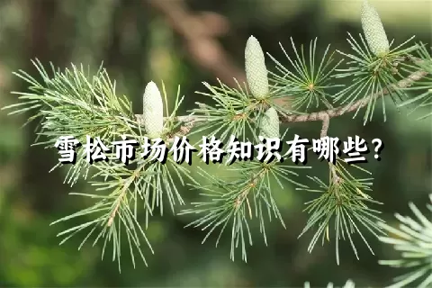 雪松市场价格知识有哪些？