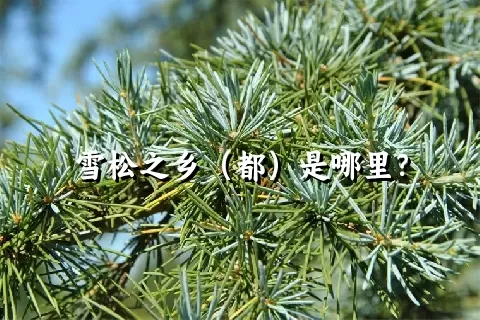 雪松之乡（都）是哪里？