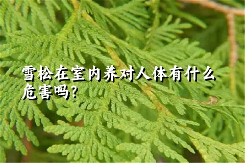 雪松在室内养对人体有什么危害吗？