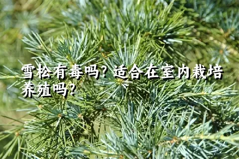 雪松有毒吗？适合在室内栽培养殖吗？