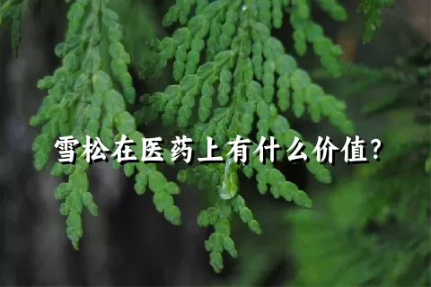 雪松在医药上有什么价值？