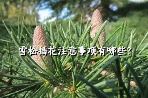 雪松插花注意事项有哪些？