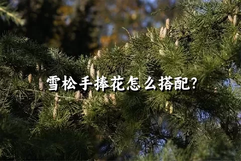 雪松手捧花怎么搭配？