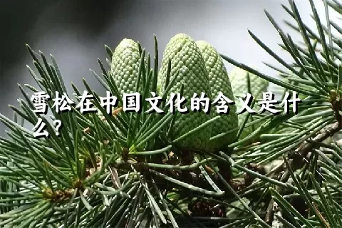 雪松在中国文化的含义是什么？