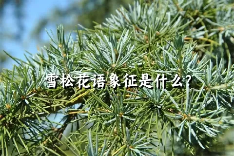 雪松花语象征是什么？