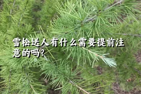 雪松送人有什么需要提前注意的吗？