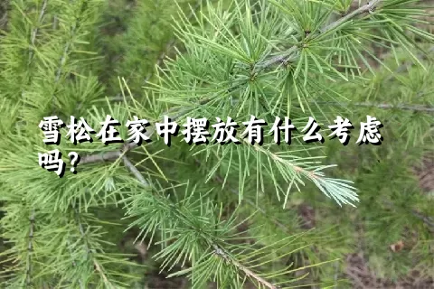 雪松在家中摆放有什么考虑吗？