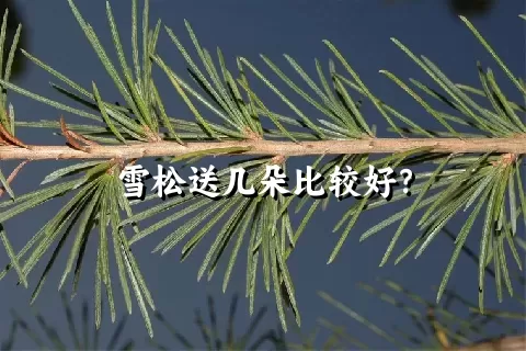 雪松送几朵比较好？