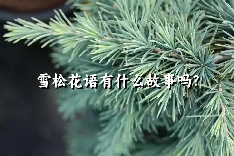 雪松花语有什么故事吗？