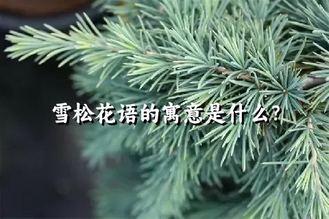 雪松花语的寓意是什么？