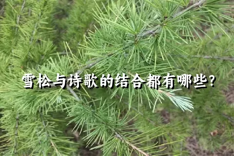 雪松与诗歌的结合都有哪些？