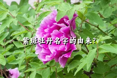 紫斑牡丹名字的由来？