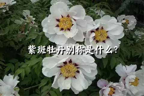 紫斑牡丹别称是什么？