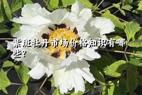 紫斑牡丹市场价格知识有哪些？