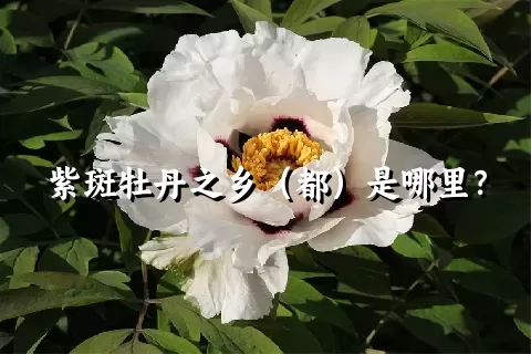 紫斑牡丹之乡（都）是哪里？