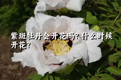 紫斑牡丹会开花吗？什么时候开花？