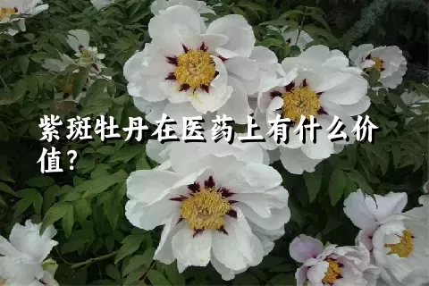 紫斑牡丹在医药上有什么价值？