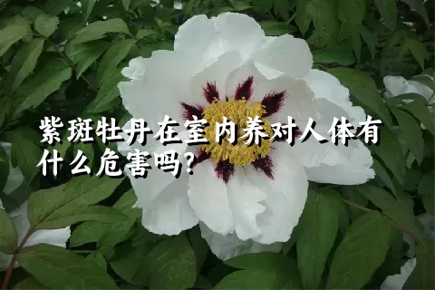 紫斑牡丹在室内养对人体有什么危害吗？