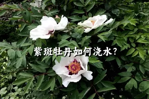 紫斑牡丹如何浇水？