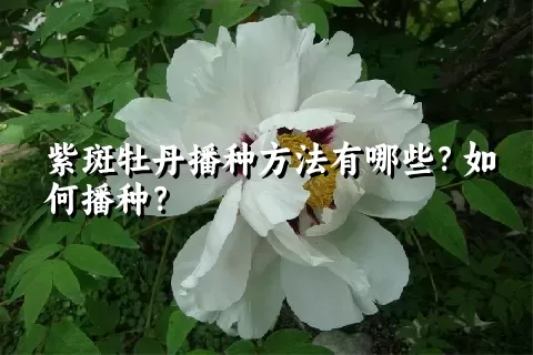 紫斑牡丹播种方法有哪些？如何播种？