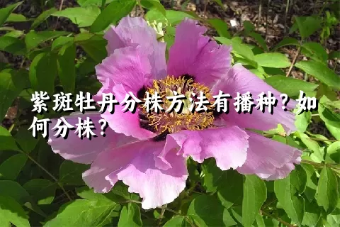 紫斑牡丹分株方法有播种？如何分株？