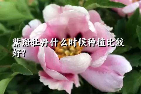 紫斑牡丹什么时候种植比较好？