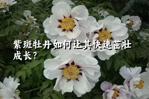 紫斑牡丹如何让其快速茁壮成长？