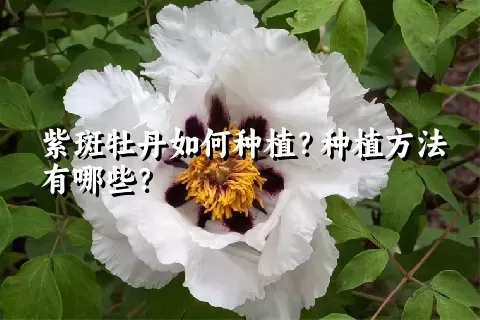 紫斑牡丹如何种植？种植方法有哪些？