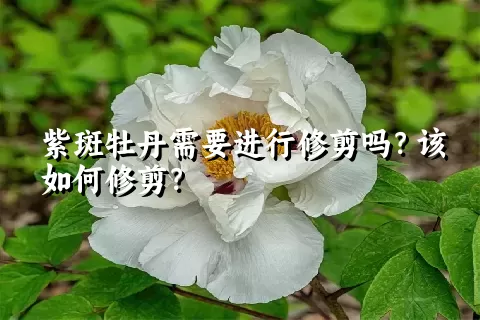 紫斑牡丹需要进行修剪吗？该如何修剪？