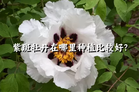 紫斑牡丹在哪里种植比较好？