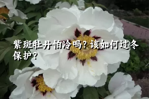 紫斑牡丹怕冷吗？该如何过冬保护？